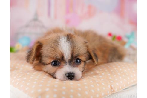 成約済の千葉県のミックス犬-368600の3枚目